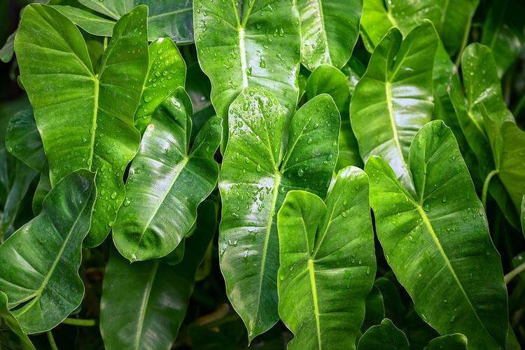 Detail Pohon Yang Daunnya Lebar Nomer 41