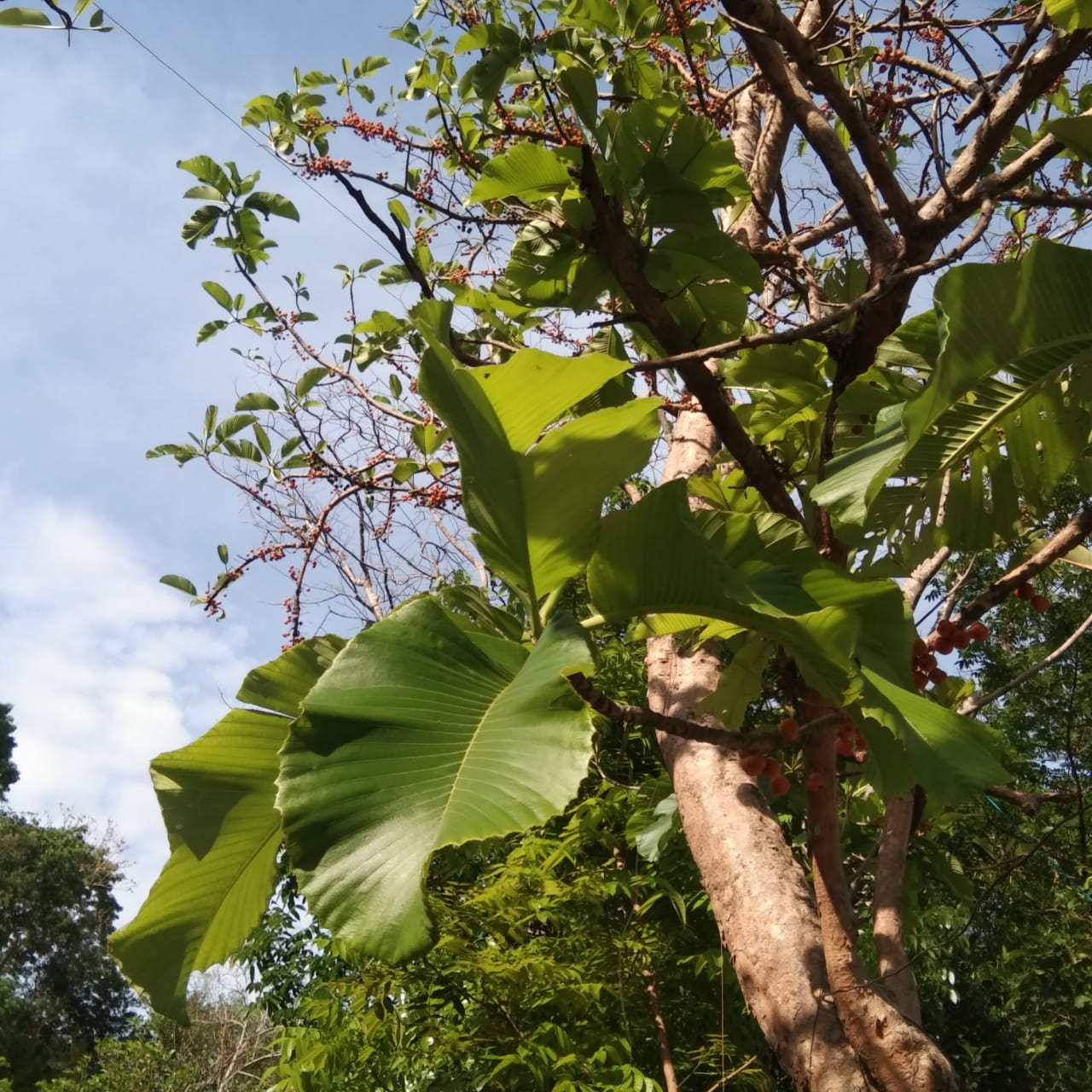 Detail Pohon Yang Daunnya Lebar Nomer 43