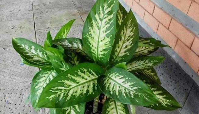 Detail Pohon Yang Daunnya Lebar Nomer 44