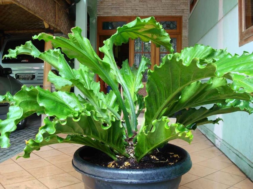 Detail Pohon Yang Daunnya Lebar Nomer 45
