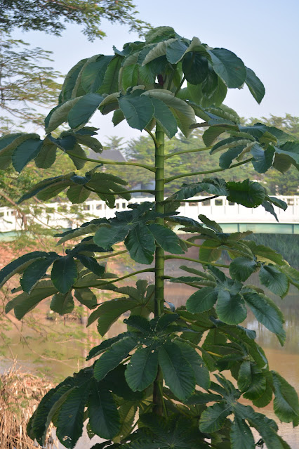 Detail Pohon Yang Daunnya Lebar Nomer 46