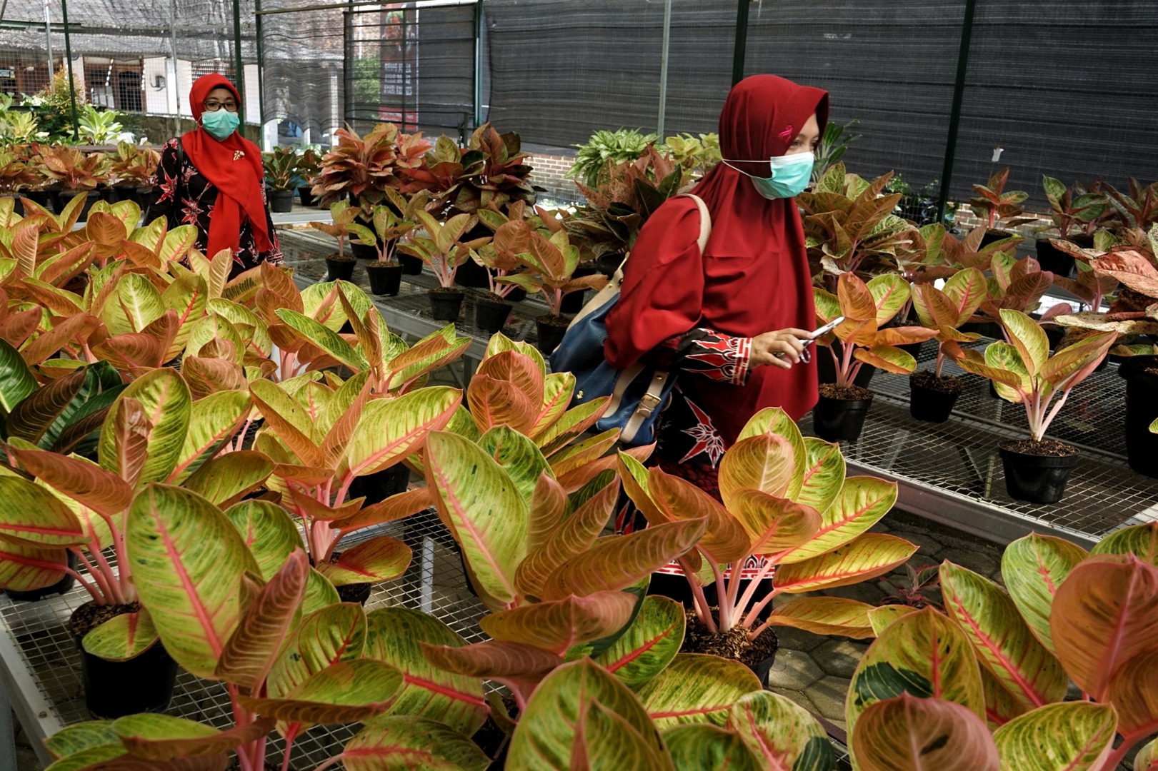 Detail Pohon Yang Daunnya Lebar Nomer 47