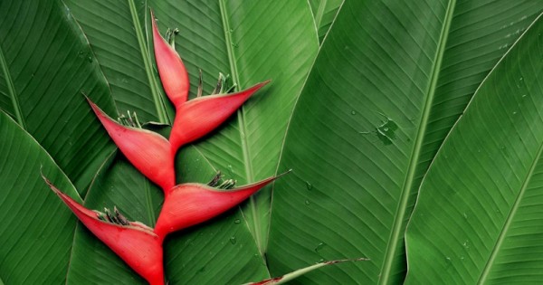Detail Pohon Yang Daunnya Lebar Nomer 5