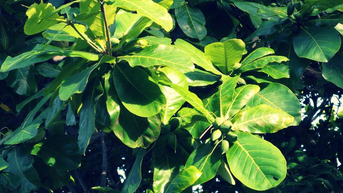 Detail Pohon Yang Daunnya Lebar Nomer 6