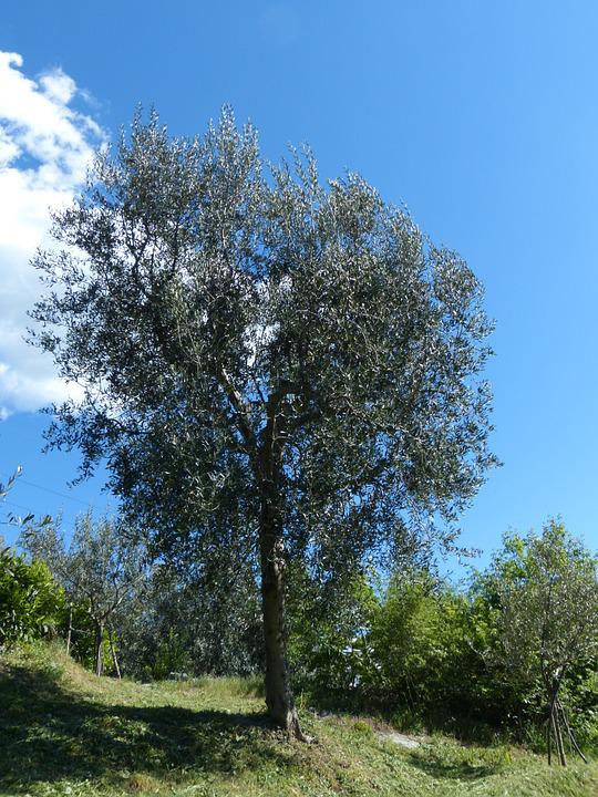 Detail Pohon Zaitun Asli Nomer 50