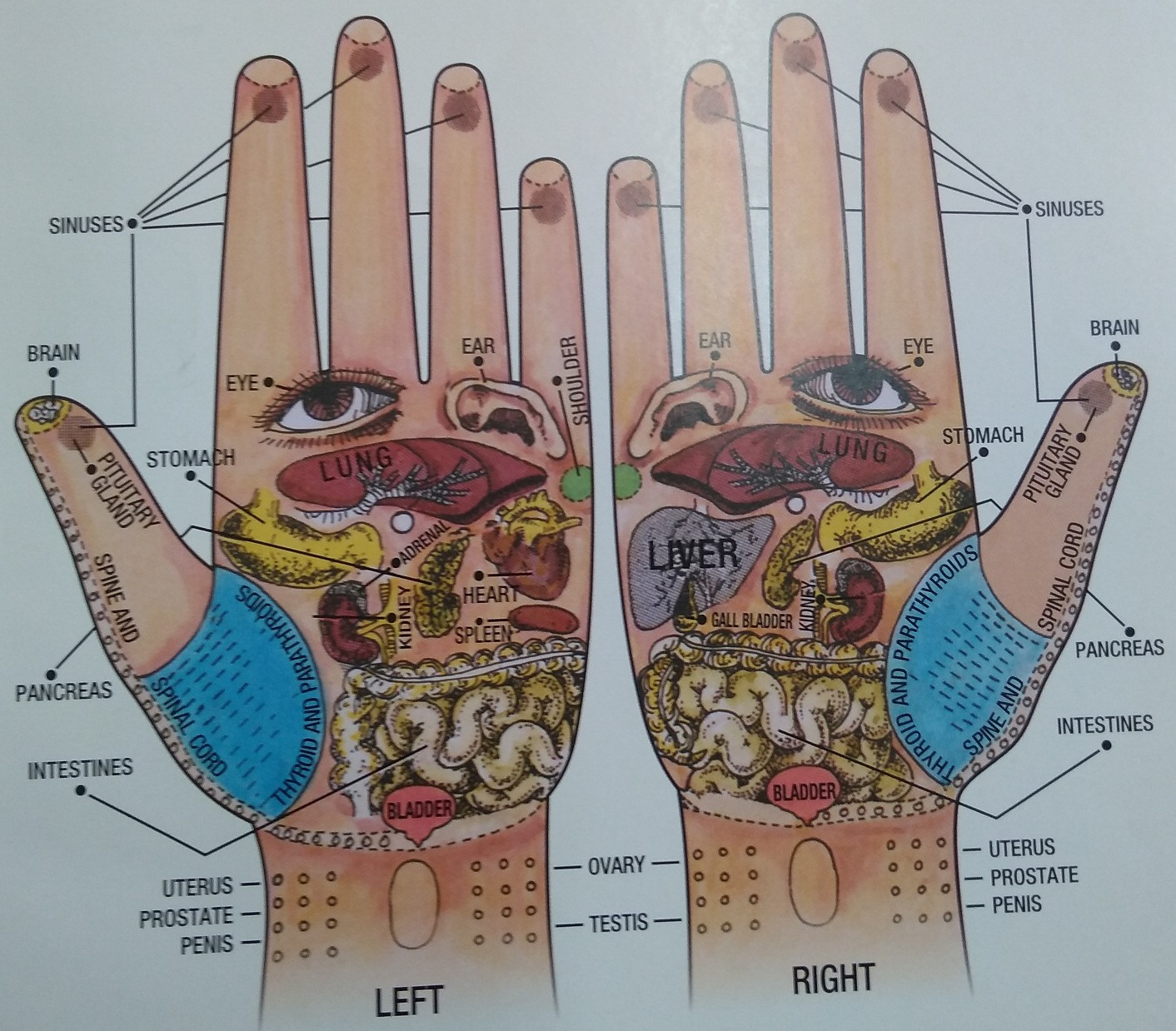 Detail Point Hands Nomer 23