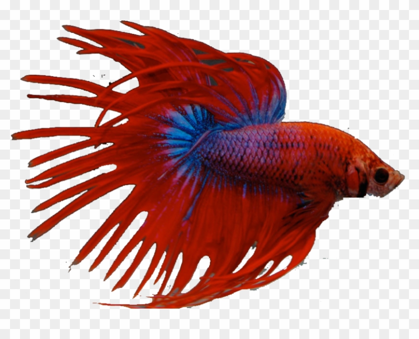 Detail Poisson Hd Nomer 8