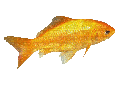 Detail Poisson Hd Nomer 10