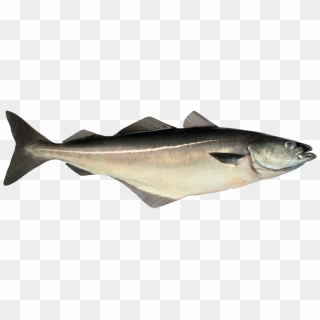 Detail Poisson Hd Nomer 27
