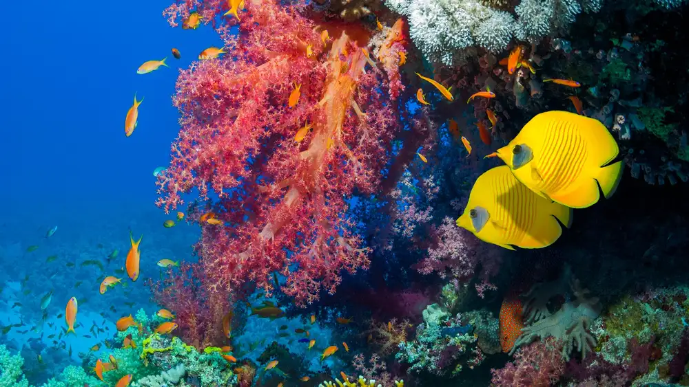Detail Poisson Hd Nomer 35