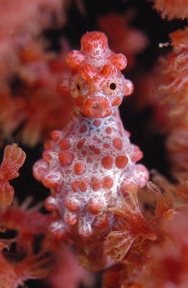 Detail Pokemon That Looks Like A Seahorse Nomer 20