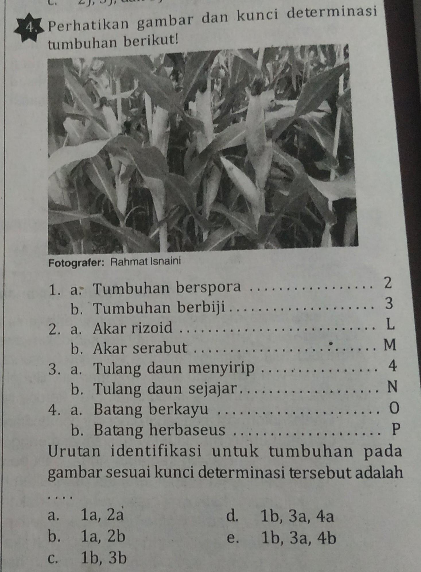 Detail Pola Determinasi Gambar Nomer 9