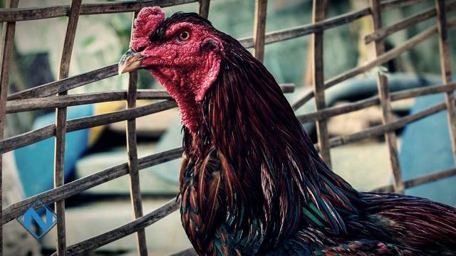 Detail Pola Gambar Ayam Nomer 33