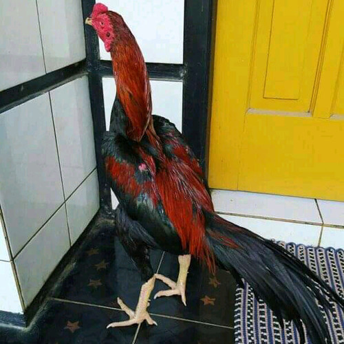 Detail Pola Gambar Ayam Nomer 38