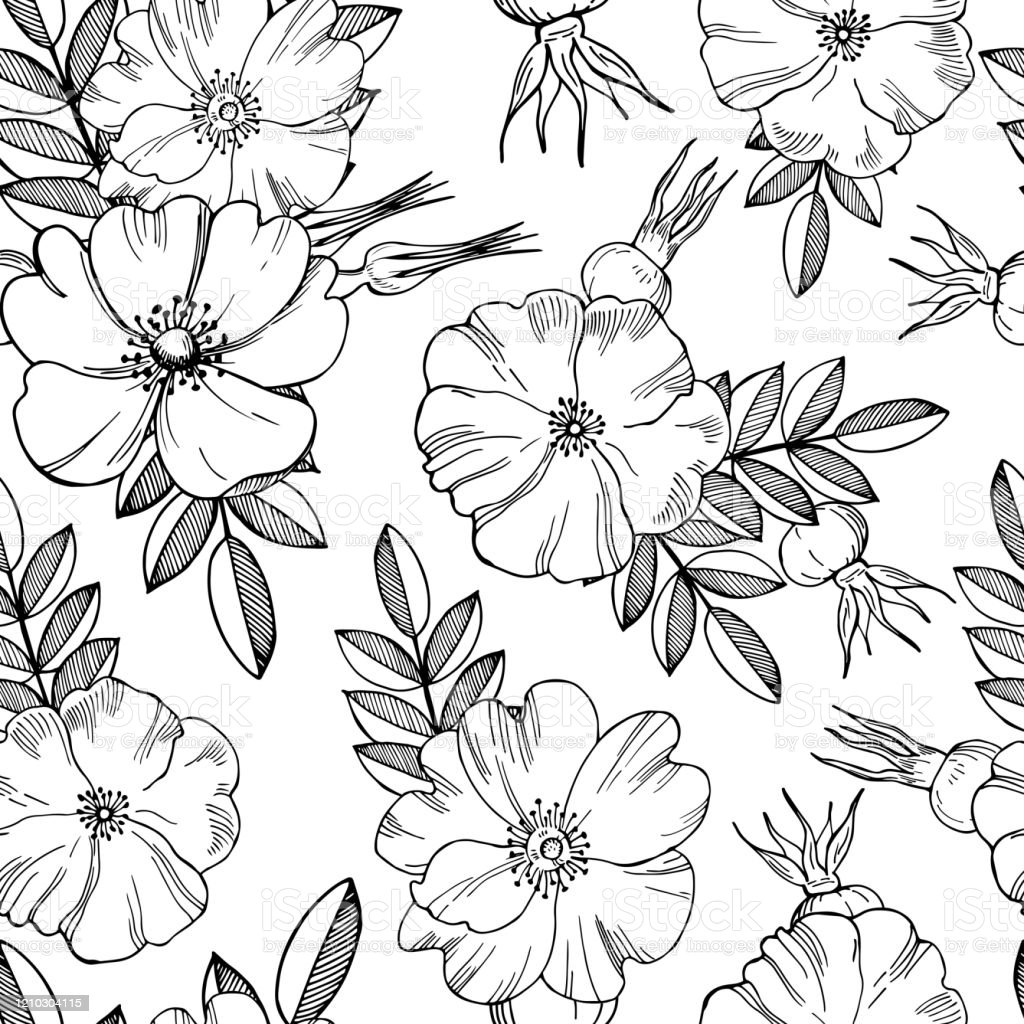 Detail Pola Gambar Bunga Mawar Nomer 6