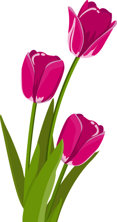 Detail Pola Gambar Bunga Tulip Nomer 3