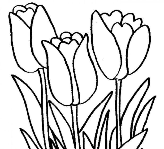 Detail Pola Gambar Bunga Tulip Nomer 5