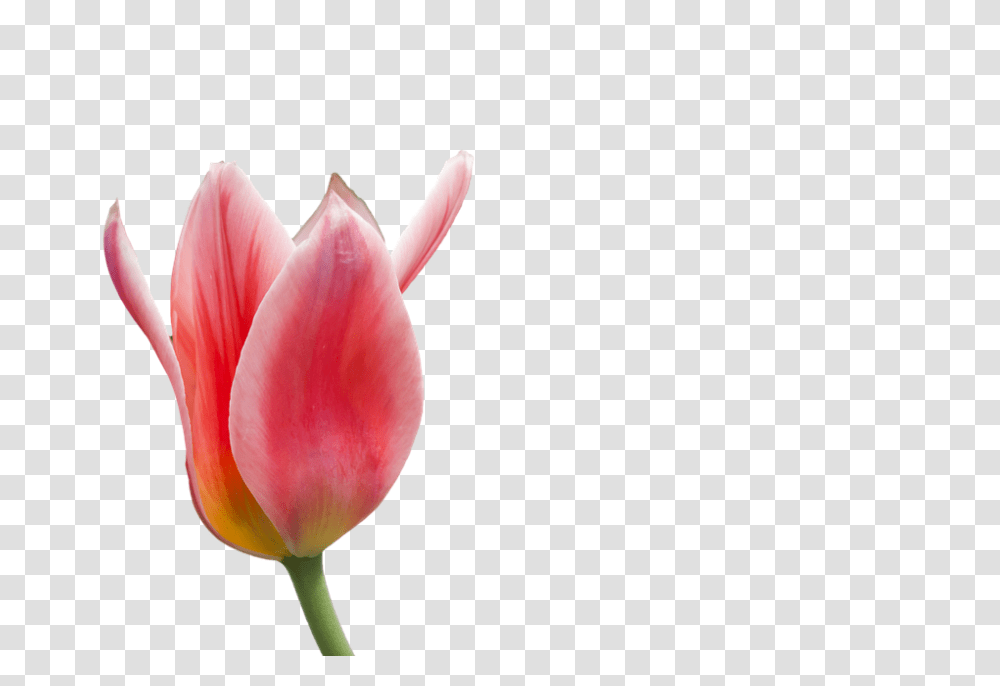 Detail Pola Gambar Bunga Tulip Nomer 46