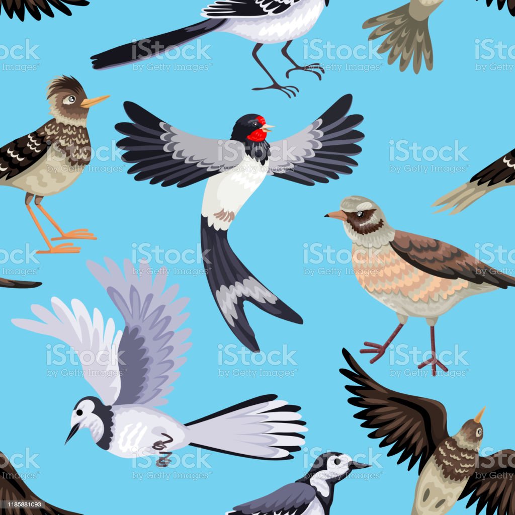 Detail Pola Gambar Hewan Burung Nomer 30