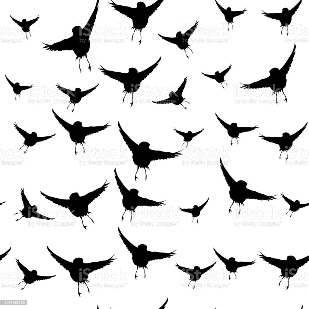Detail Pola Gambar Hewan Burung Nomer 34