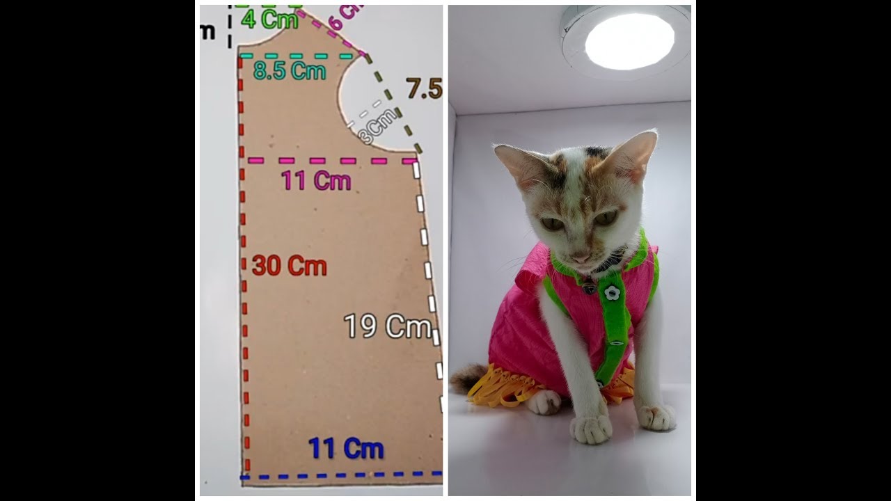 Detail Pola Gambar Kucing Nomer 32