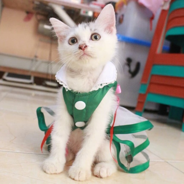 Detail Pola Membuat Baju Kucing Nomer 21