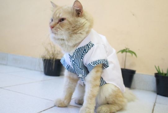 Detail Pola Membuat Baju Kucing Nomer 33