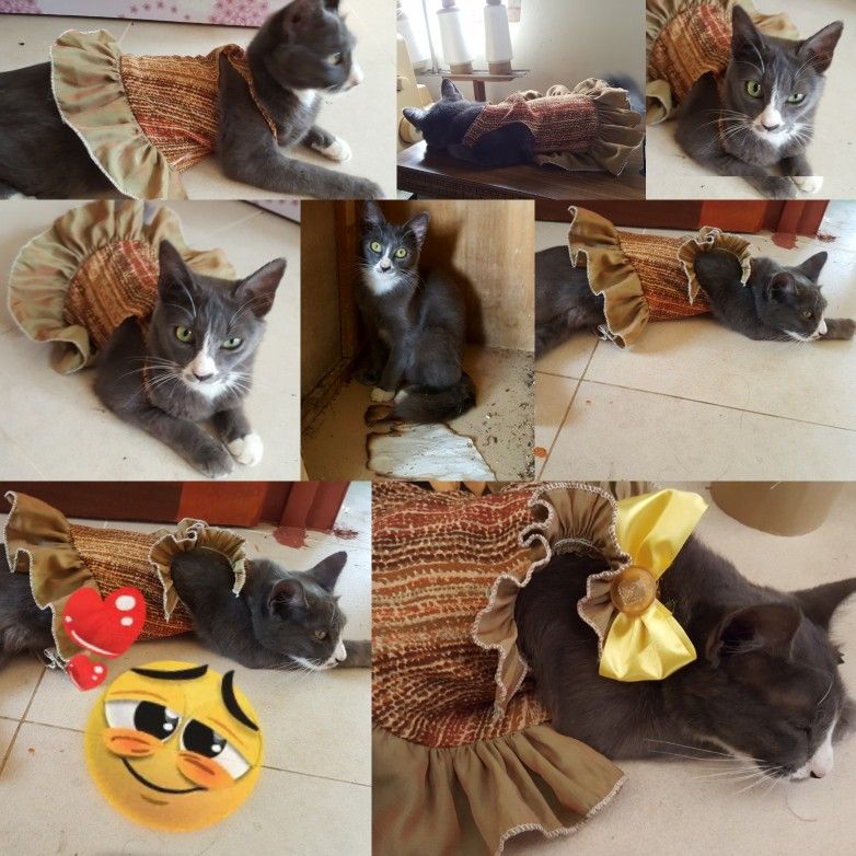 Detail Pola Membuat Baju Kucing Nomer 36