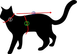 Detail Pola Membuat Baju Kucing Nomer 10