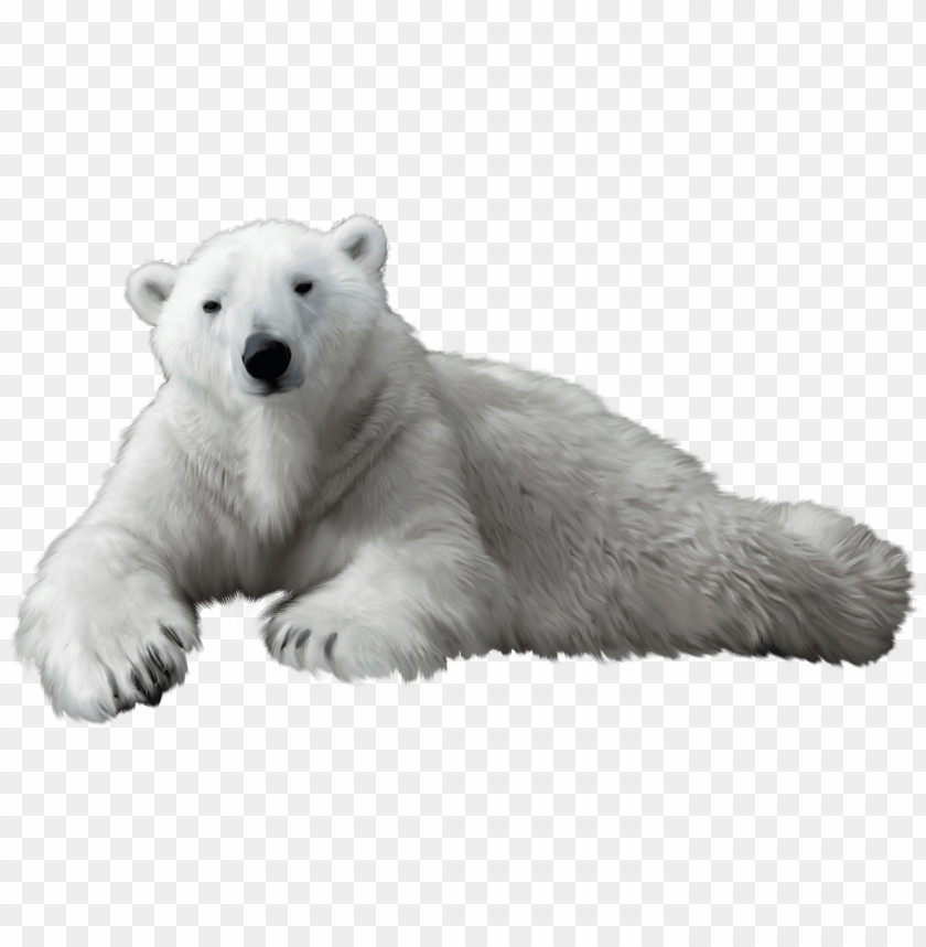 Detail Polar Bear Clipart Png Nomer 31