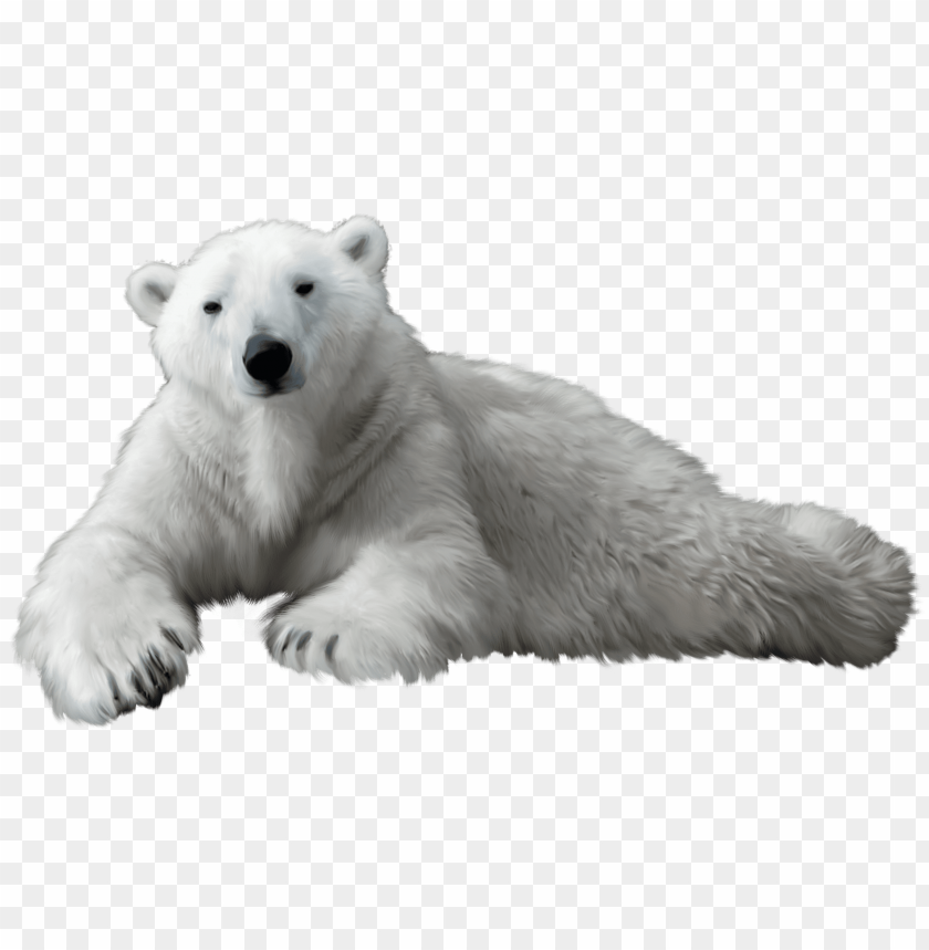 Detail Polar Bear Clipart Transparent Nomer 20