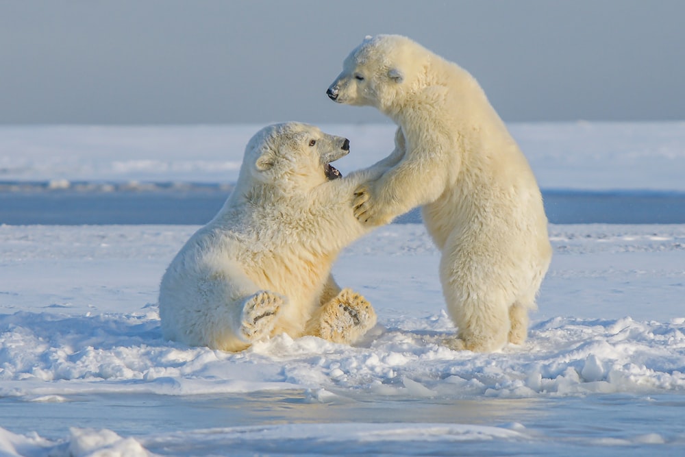 Polar Bear Free Images - KibrisPDR