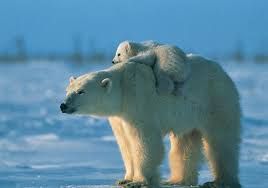 Detail Polar Bear Free Images Nomer 15