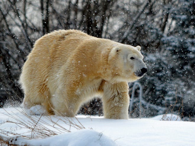 Detail Polar Bear Free Images Nomer 34