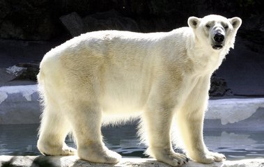 Detail Polar Bear Free Images Nomer 5
