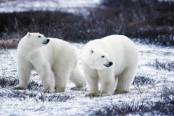 Detail Polar Bear Free Images Nomer 44