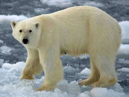 Detail Polar Bear Free Images Nomer 46