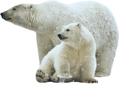 Detail Polar Bear Free Images Nomer 51