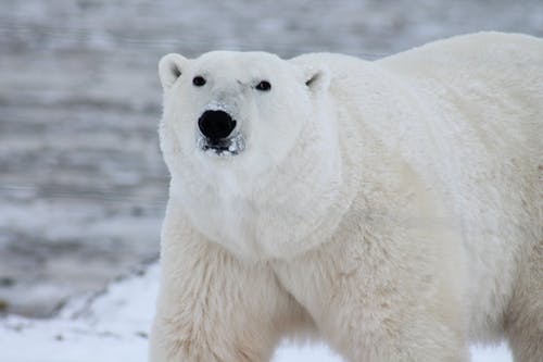 Detail Polar Bear Hd Nomer 30