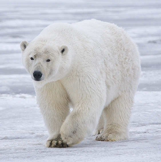 Polar Bear Images - KibrisPDR