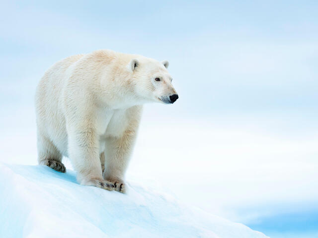 Detail Polar Bear Images Nomer 2