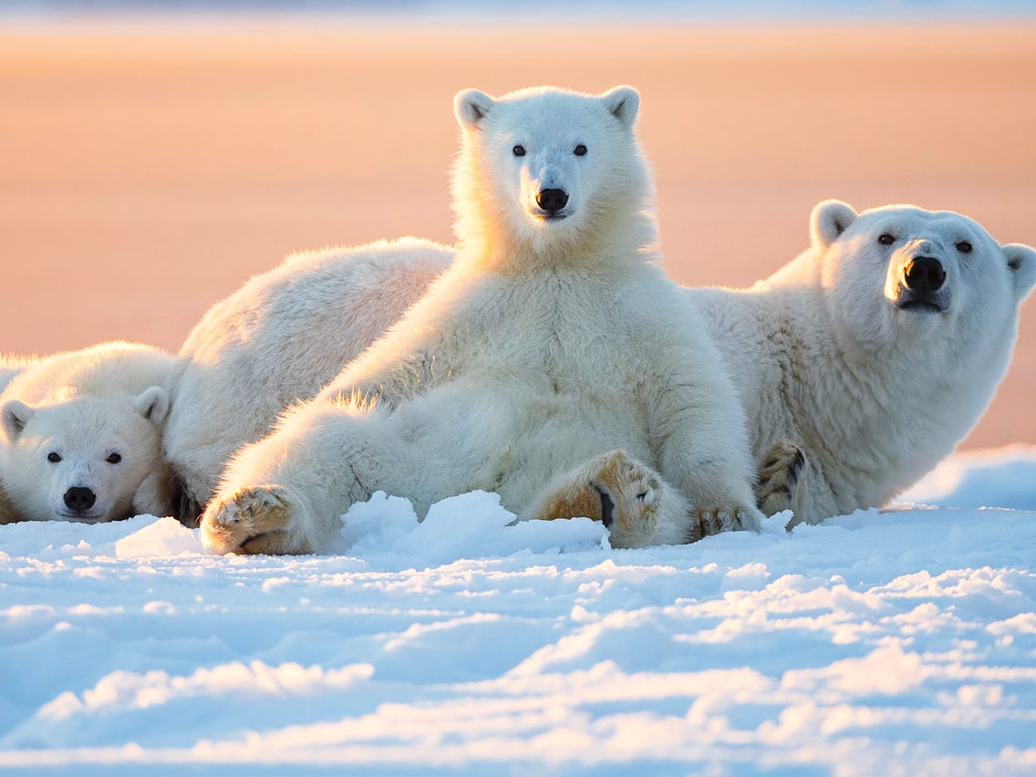Detail Polar Bear Images Nomer 20