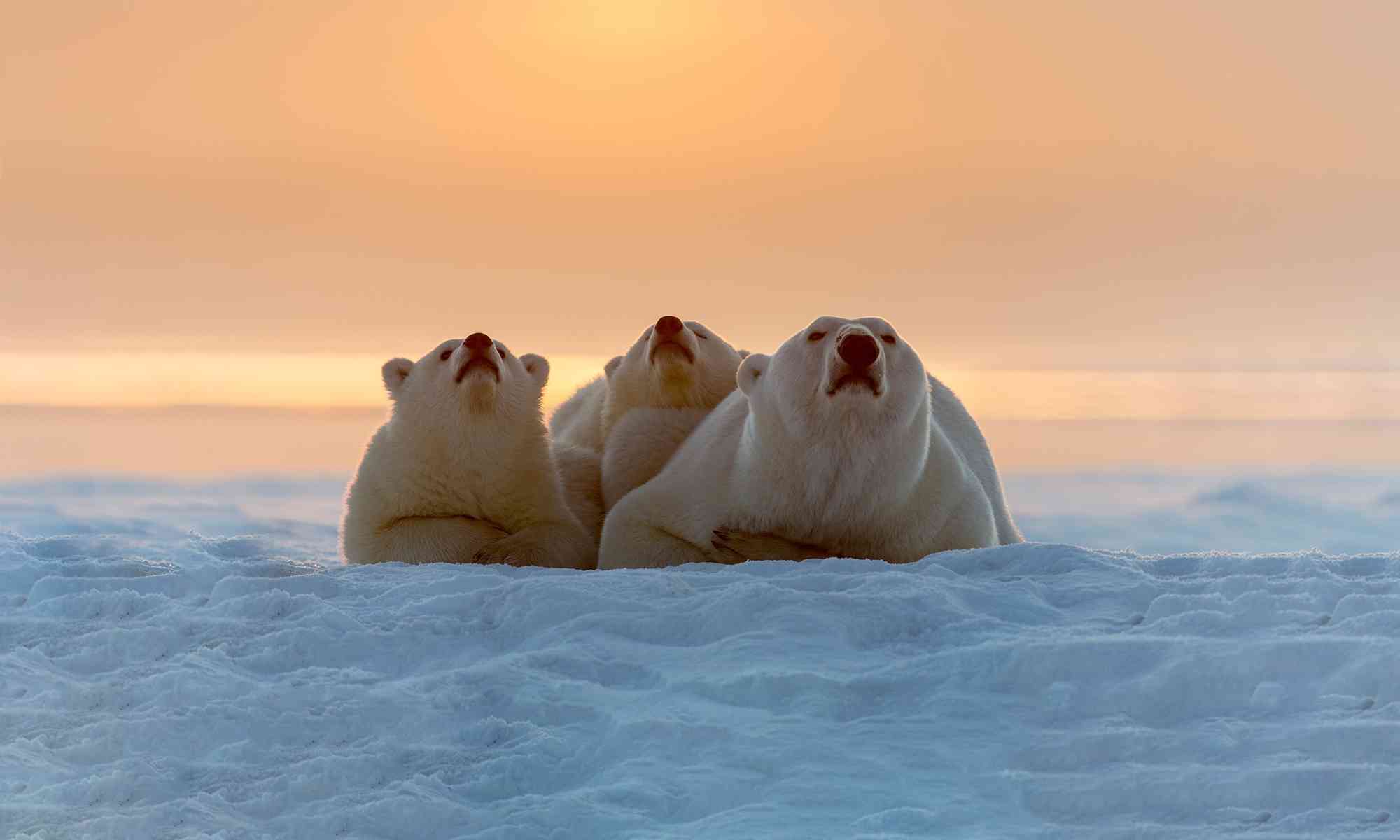 Detail Polar Bear Images Nomer 27