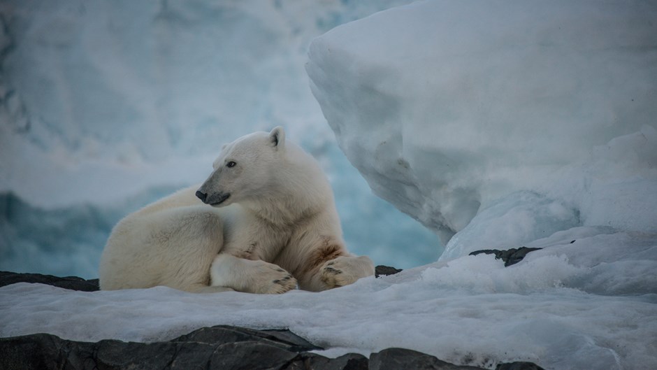 Detail Polar Bear Images Nomer 46