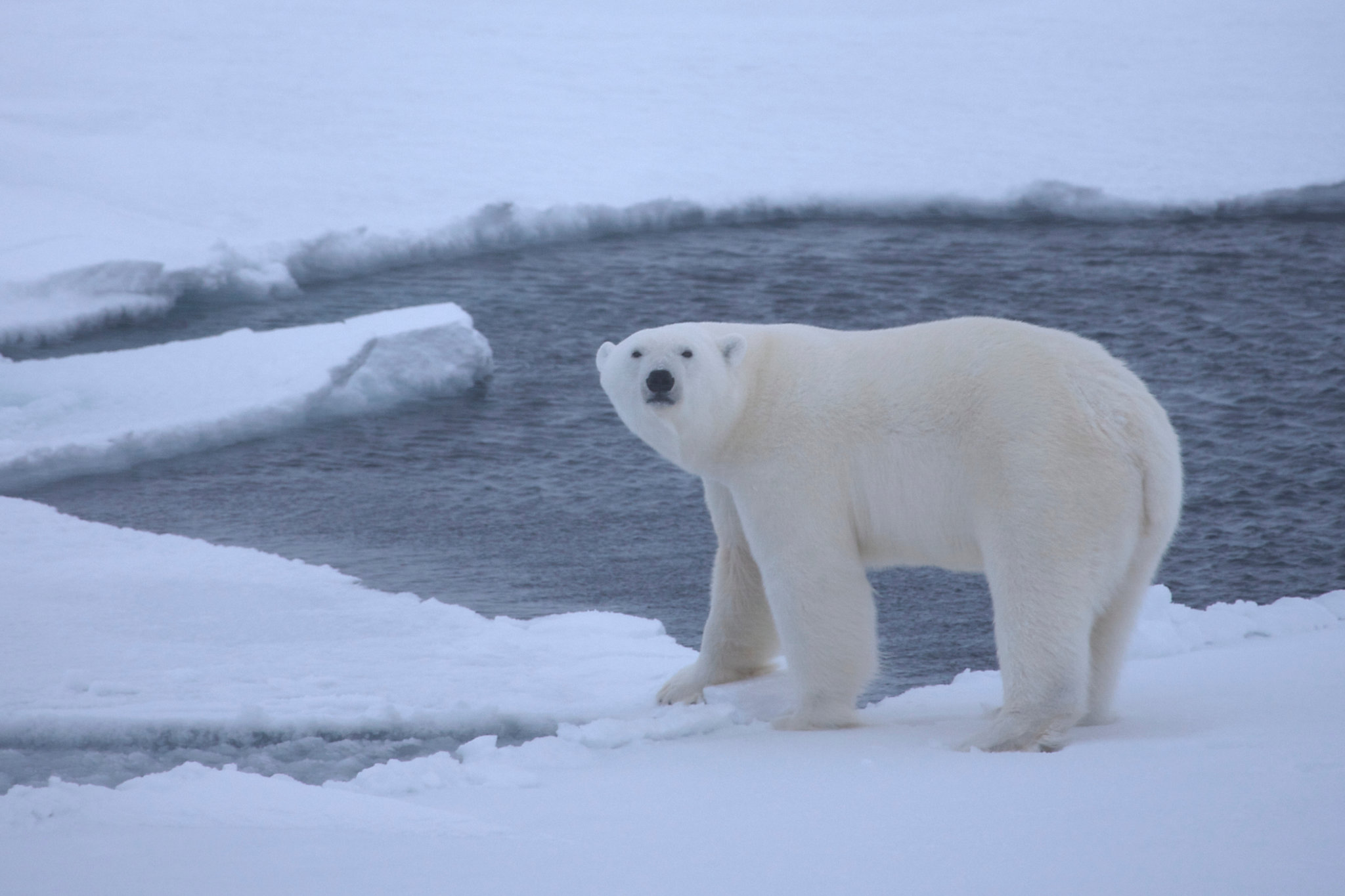 Detail Polar Bear Images Nomer 55