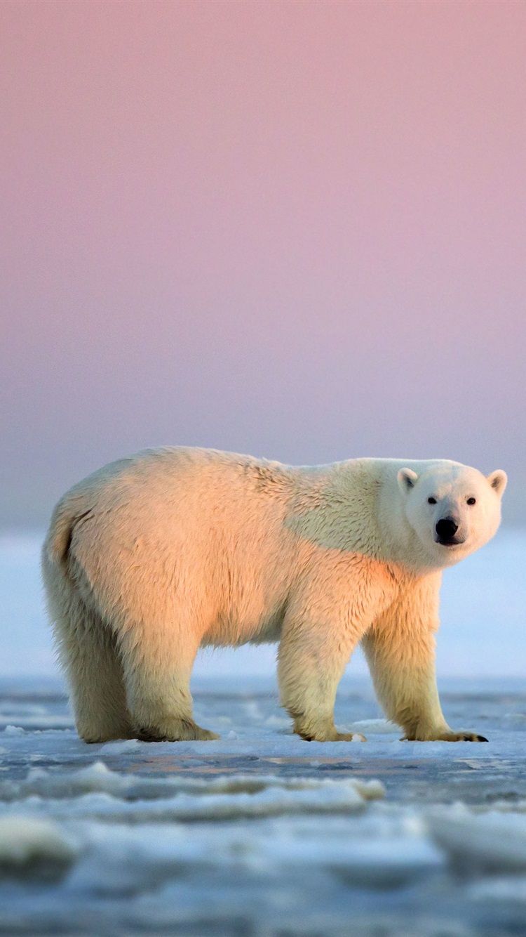 Detail Polar Bear Iphone Wallpaper Nomer 2