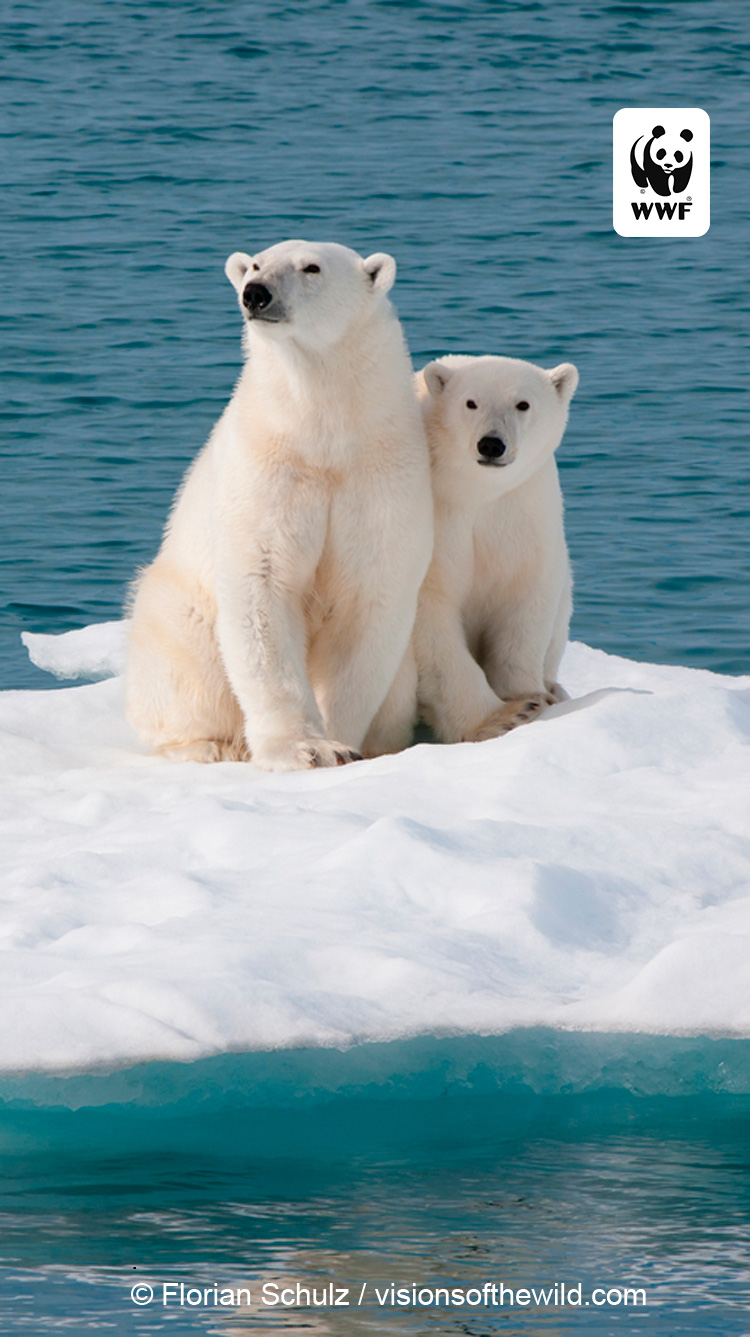 Detail Polar Bear Iphone Wallpaper Nomer 14