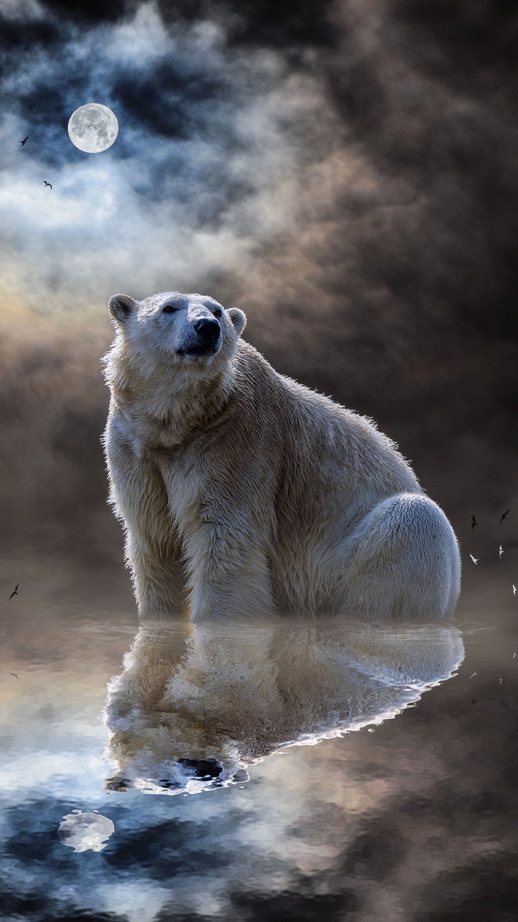 Detail Polar Bear Iphone Wallpaper Nomer 17