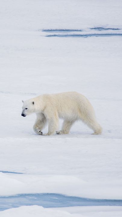 Detail Polar Bear Iphone Wallpaper Nomer 18