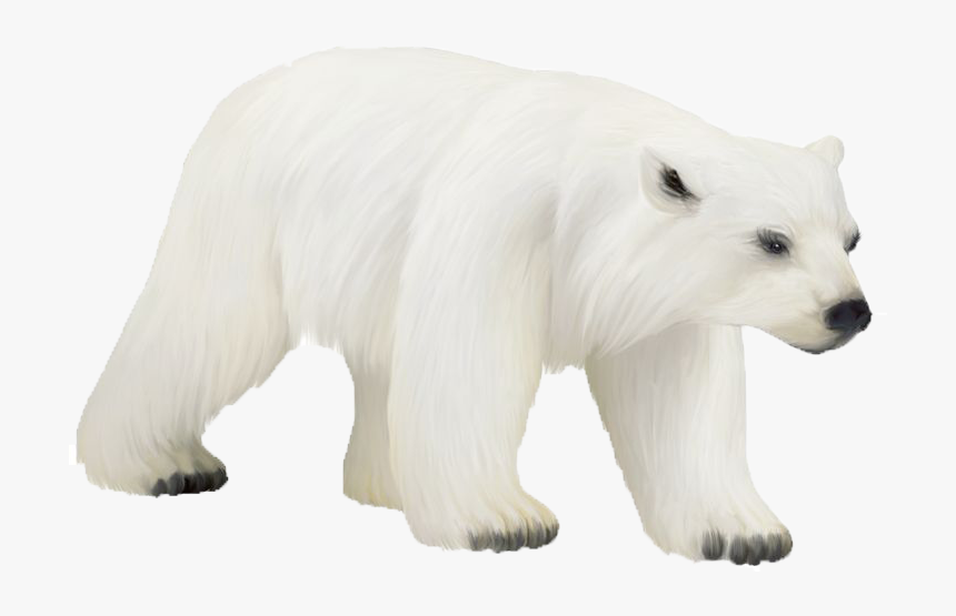 Polar Bear No Background - KibrisPDR